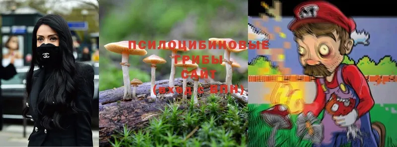 купить закладку  Подольск  Псилоцибиновые грибы Psilocybine cubensis 